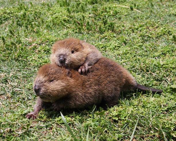 bambino amici di beaver - castoro foto e immagini stock