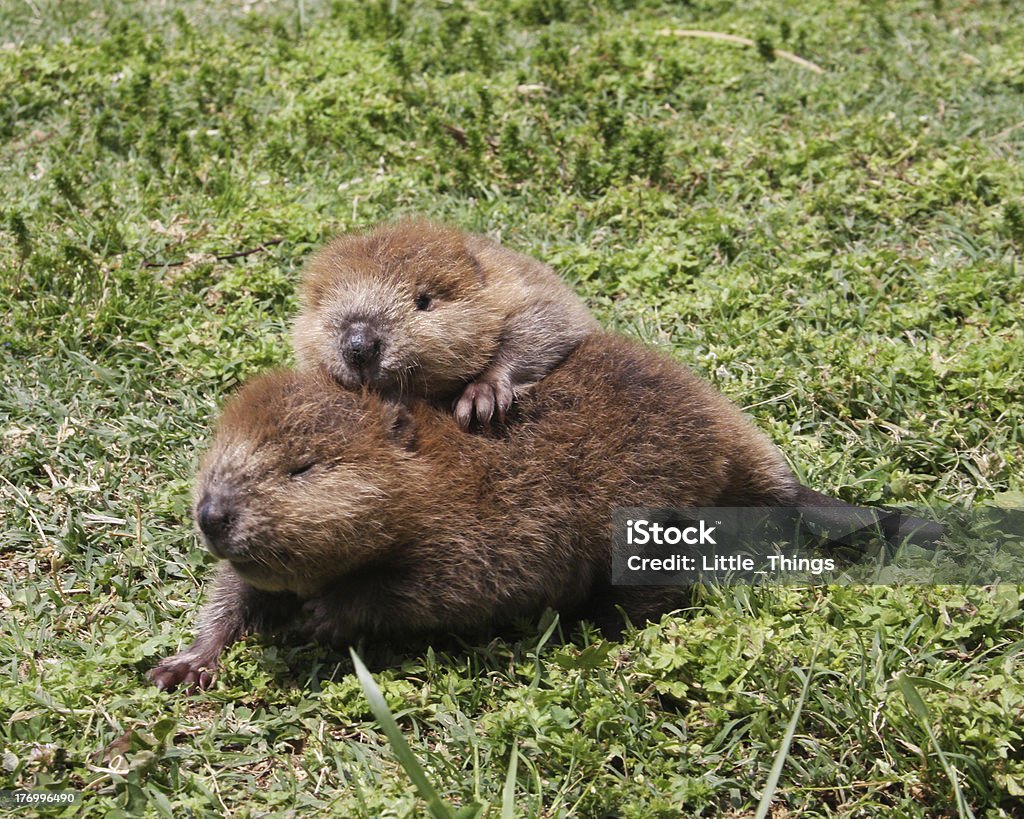 Baby Beaver Buddies 2 baby beavers playing in the grass Beaver Stock Photo