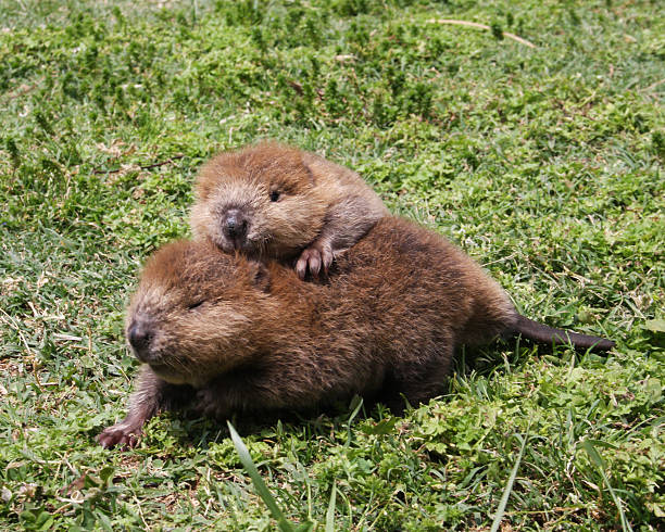 Baby Beaver Buddies 2 baby beavers playing in the grass beaver stock pictures, royalty-free photos & images