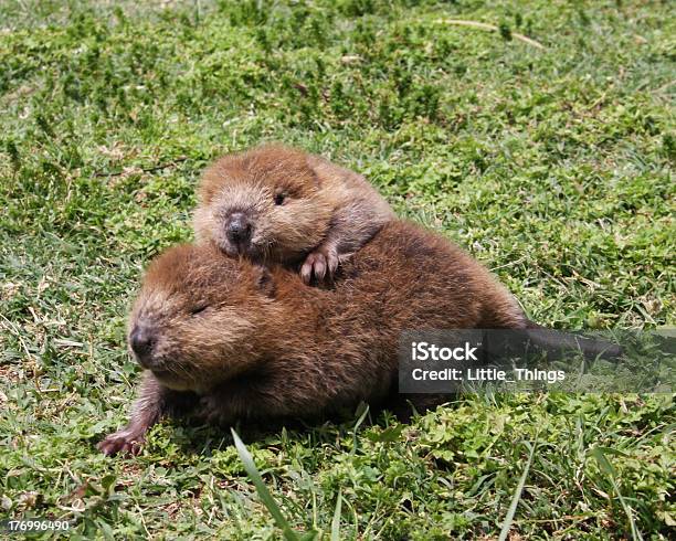 Baby Beaver Buddies Stock Photo - Download Image Now - Beaver, Young Animal, Animal