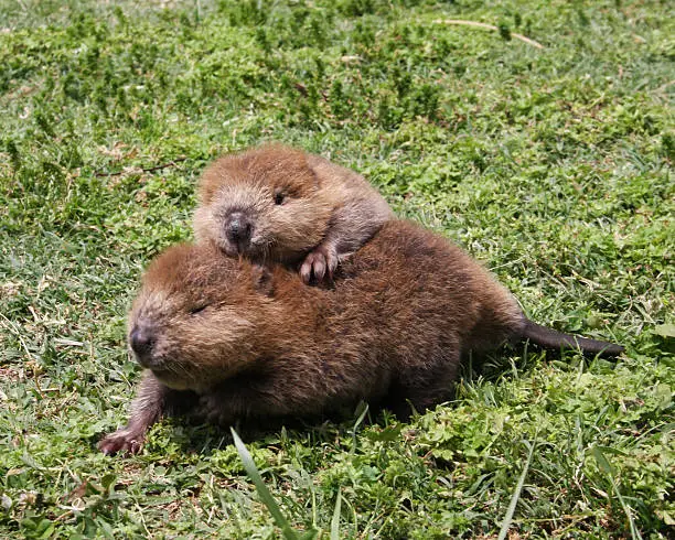 2 baby beavers playing in the grass