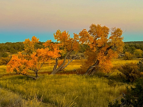 Beautiful foliage colors of trees in South of Colorado, Cortez, Colorado