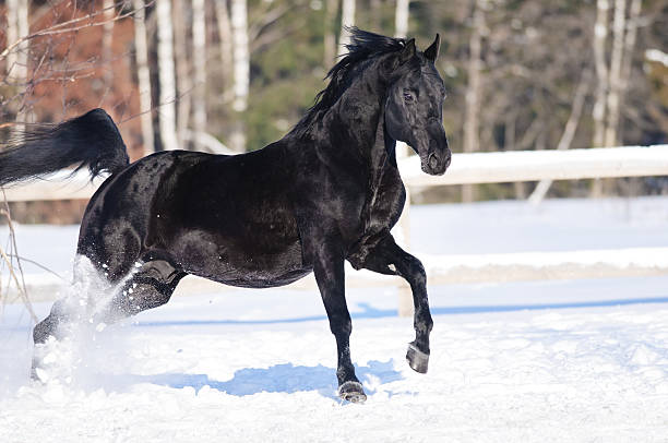 istock Black horse portrait in motion on the snow 176996671