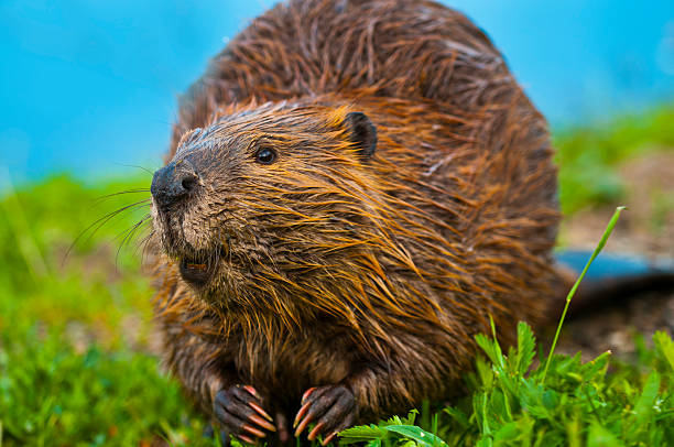 wild beaver - nutria rodent beaver water - fotografias e filmes do acervo