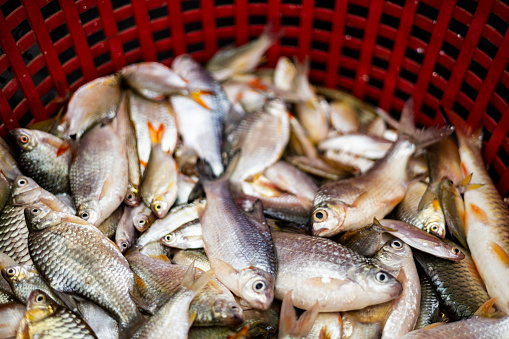 Fisherman, hands visible, loading containers with fresh sardines in the port of Sali on Dugi otok, island in Croatia.