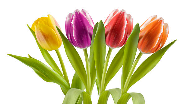 istock Colorful tulips in a row 176996864