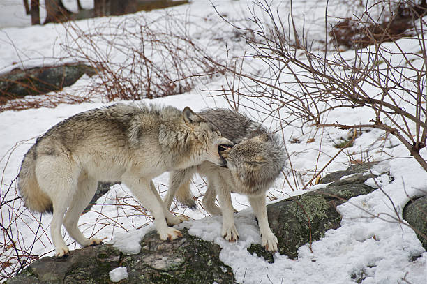 Wolf dominance behaviour stock photo