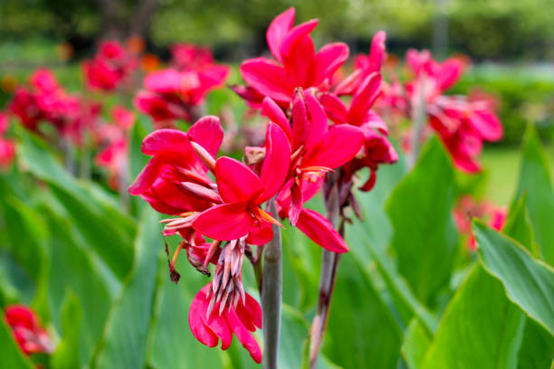 istock Red canna flower in the garden 1769970542