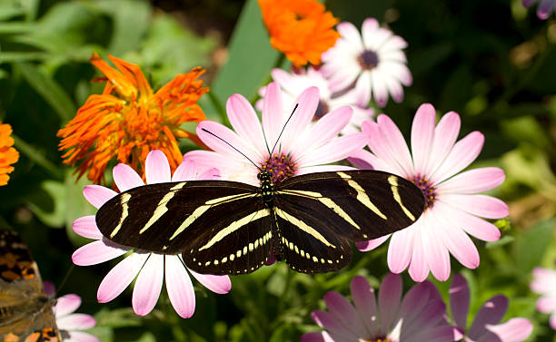 istock Zebra Longwing Butterfly Resting on a Daisy Flower Garden 176997110