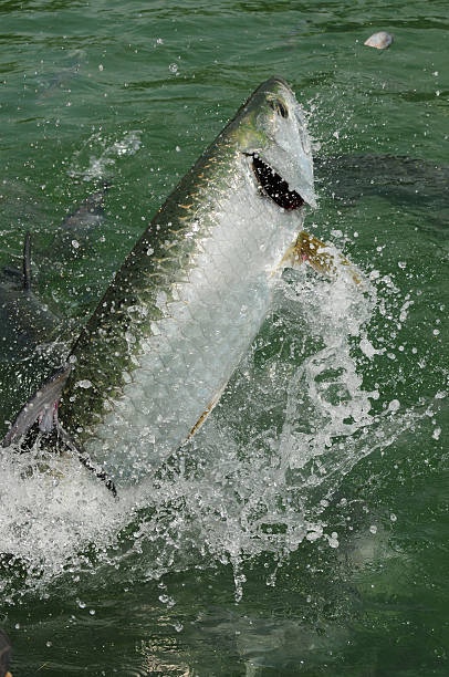 istock Tarpon fish jumping out of water 176997305