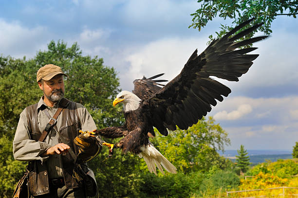 bald eagle (haliaeetus leucocephalus) landing - flugel zdjęcia i obrazy z banku zdjęć