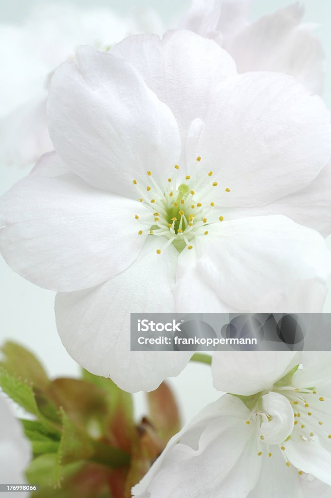 Cherry blossom - Lizenzfrei April Stock-Foto