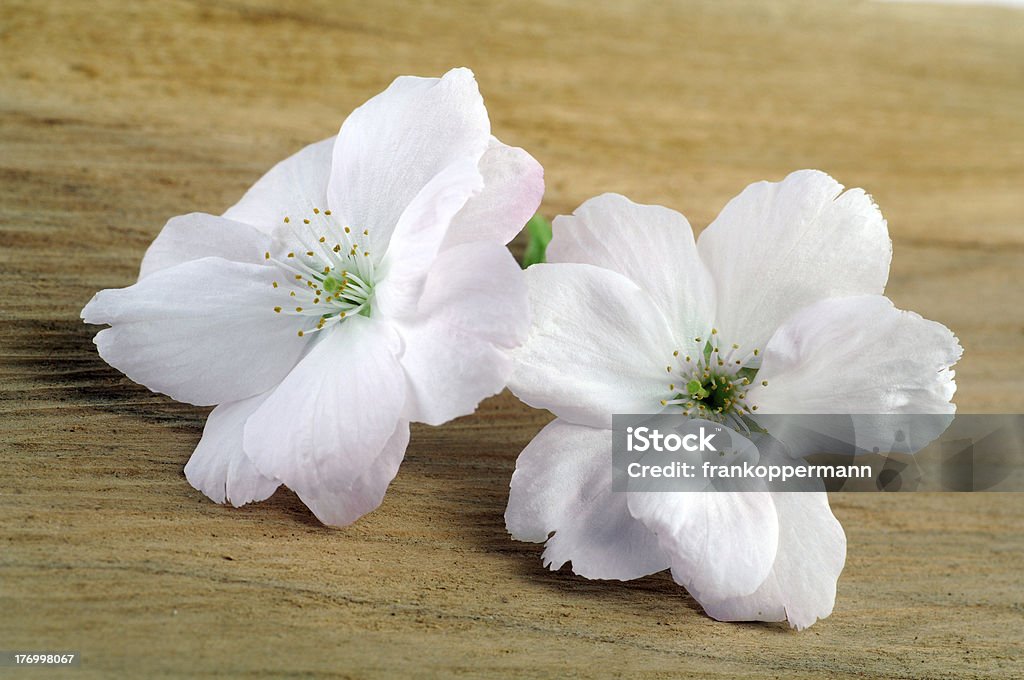 Cherry blossom - Lizenzfrei April Stock-Foto