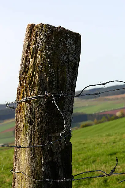 Hedge fencepost with barbed wire.