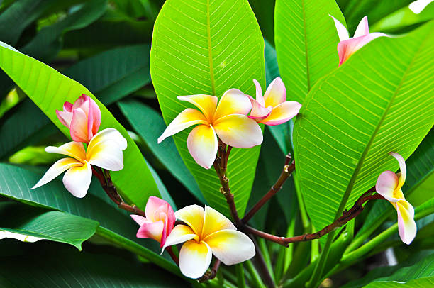 istock Plumeria flower 176998226