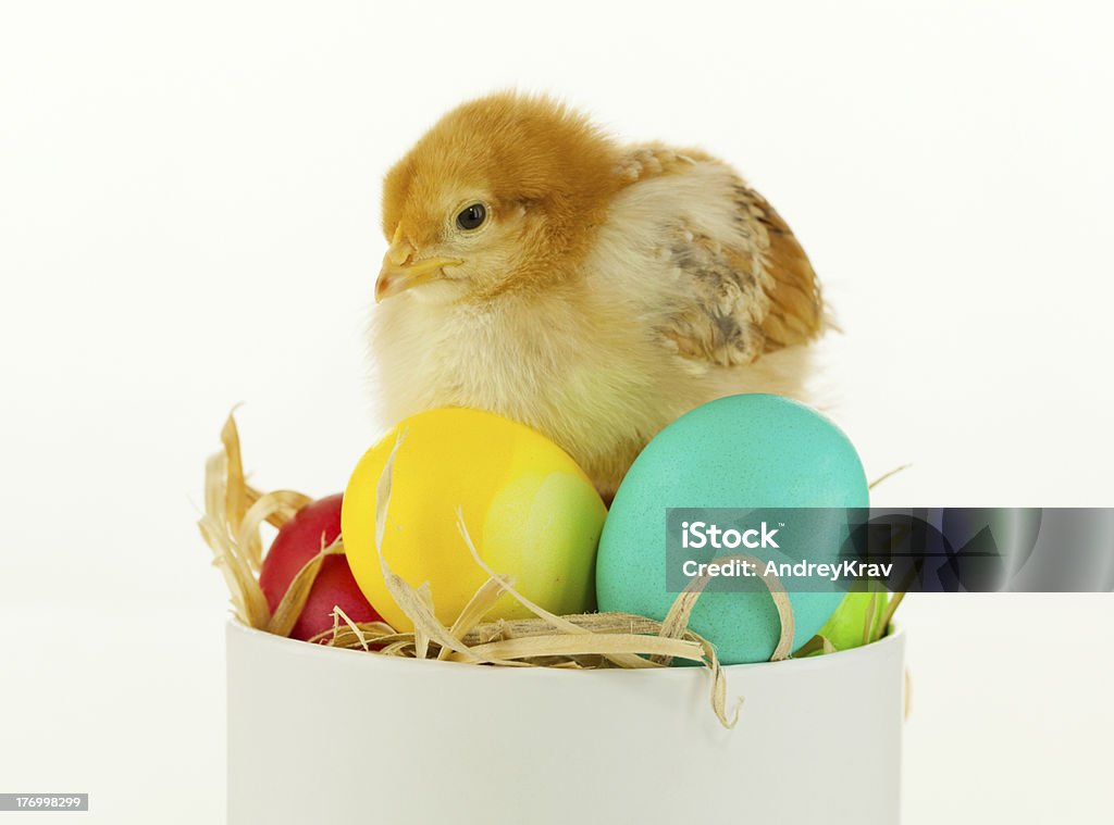 Маленький Цыпленок, сидящая в коробке - Стоковые фото Без людей роялти-фри