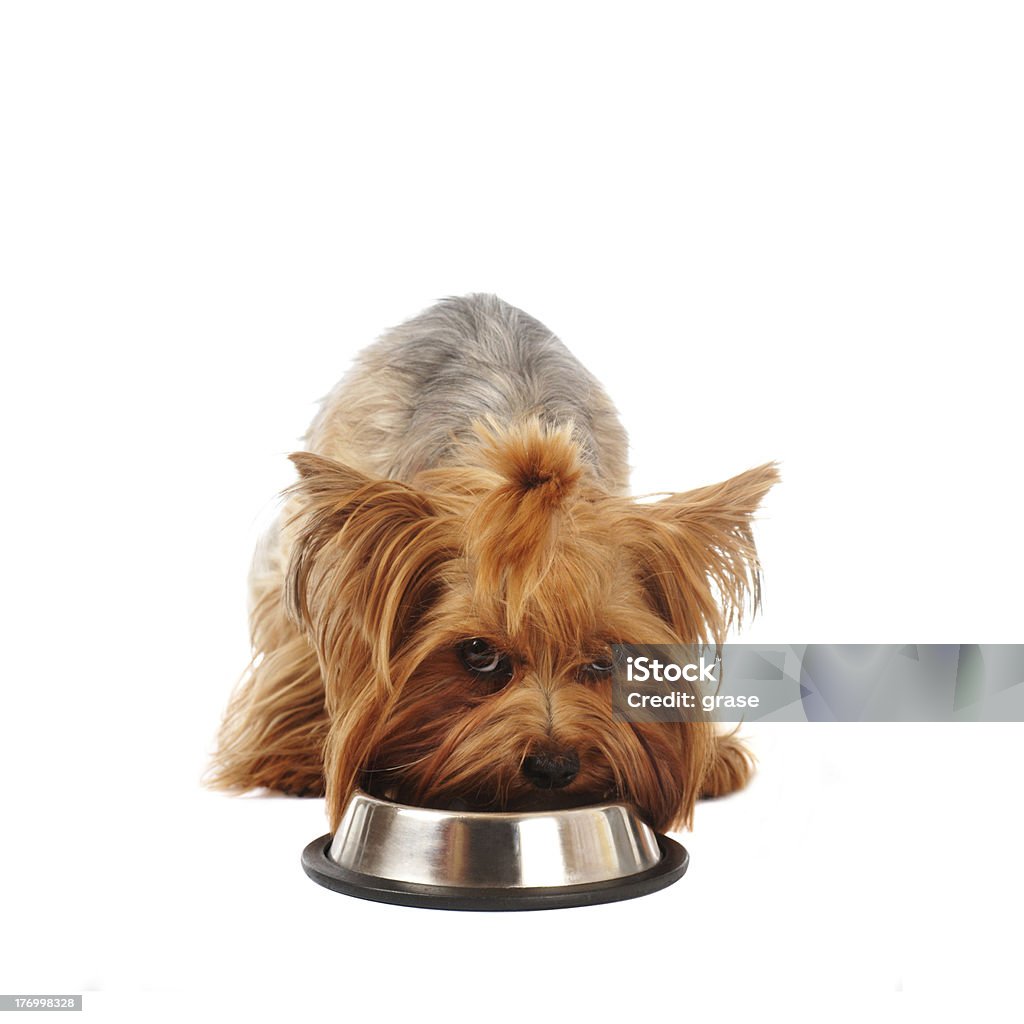 Yorkshire terrier com tigela - Foto de stock de Comer royalty-free