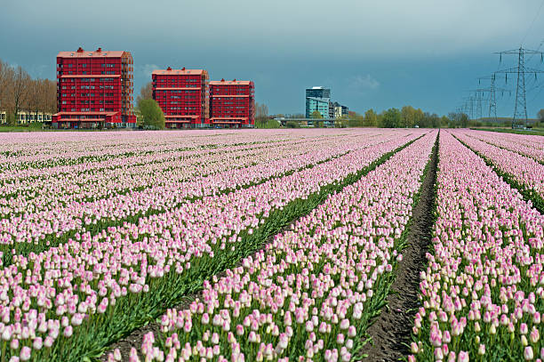 cultivo de flores en la primavera de lámparas - almere fotografías e imágenes de stock