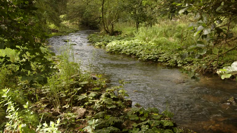 wide shot of the river dove looking for a foliage and trees