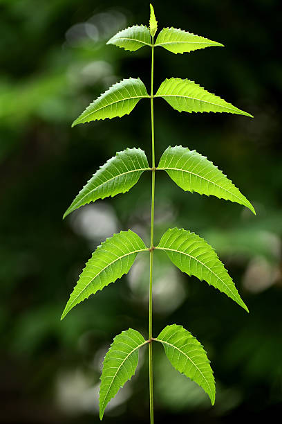 ニームリーブズ-azadirachta indica - azadirachta indica ストックフォトと画像