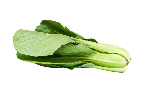 brassica rapa subsp. chinensis known as bok choy, pak choi or pok choi. is a type of chinese cabbage, used as food. - brassica rapa chinensis imagens e fotografias de stock