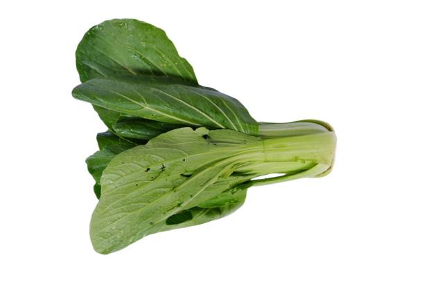 brassica rapa subsp. chinensis known as bok choy, pak choi or pok choi. is a type of chinese cabbage, used as food. - brassica rapa chinensis imagens e fotografias de stock