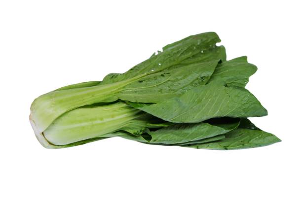 brassica rapa subsp. chinensis known as bok choy, pak choi or pok choi. is a type of chinese cabbage, used as food. - brassica rapa chinensis imagens e fotografias de stock