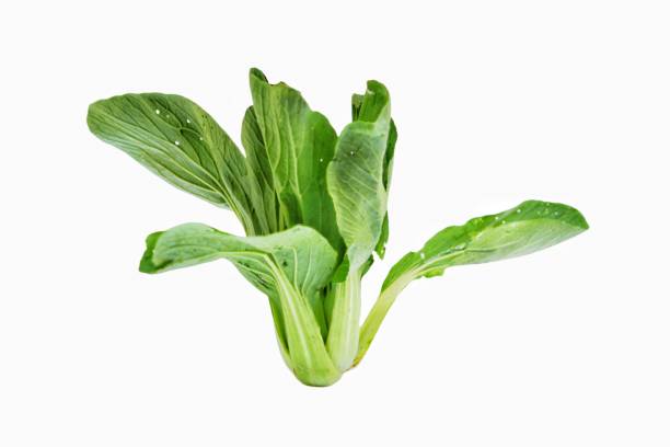 brassica rapa subsp. chinensis known as bok choy, pak choi or pok choi. is a type of chinese cabbage, used as food. - brassica rapa chinensis imagens e fotografias de stock