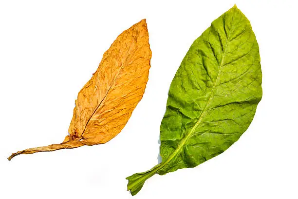 Tobacco Leaf Raw And Drying Of Northern Thailand