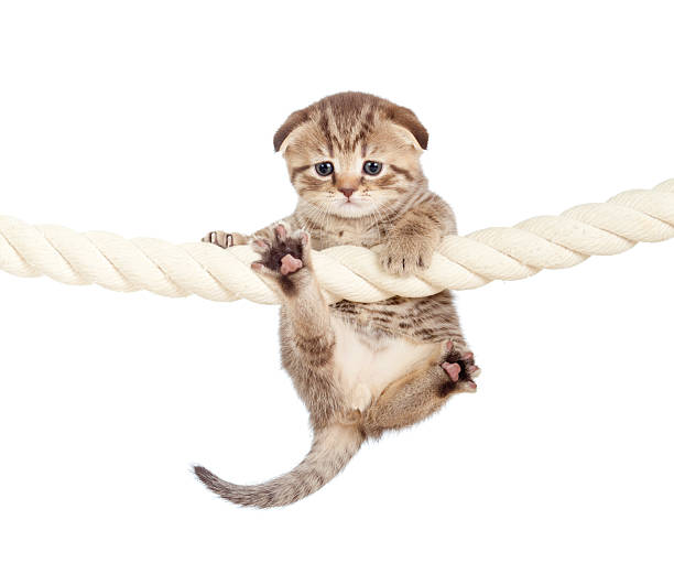 istock funny baby cat hanging on rope 176998844