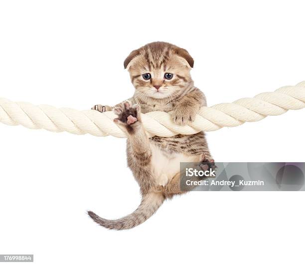 Funny Baby Cat Hanging On Rope Stock Photo - Download Image Now - Animal, Brown, Cut Out