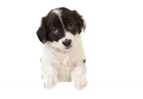 Studio shot of an eight week old Blue Heeler puppy in a basket.