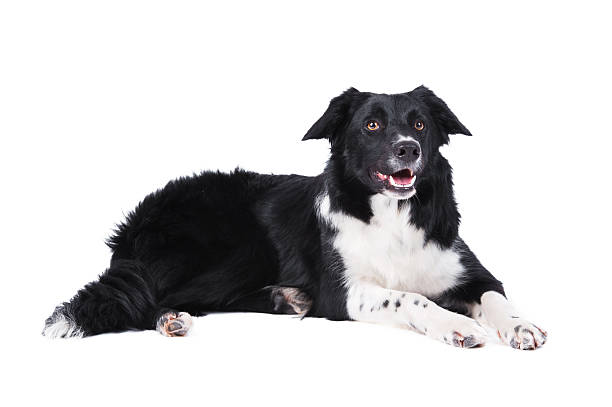 istock Border collie dog lying, isolated on the white background 176999103