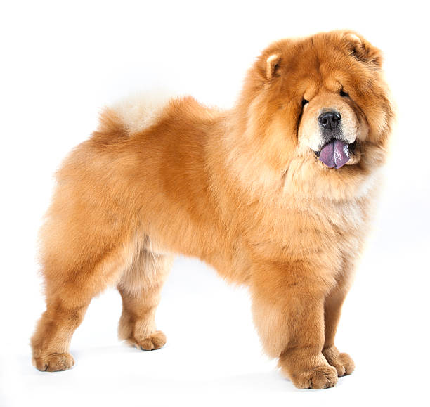 chow-chow cão - chow imagens e fotografias de stock