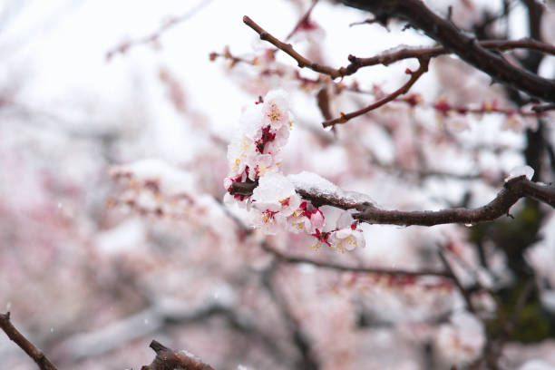 istock Cherry blossoms blooming in spring but covered with snow, effects of global warming. 1769995986