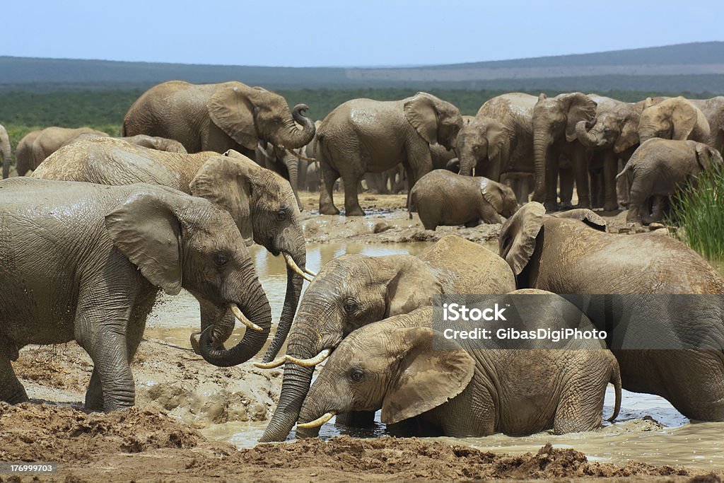 African elephants, купающийся в воде дыра - Стоковые фото Африка роялти-фри