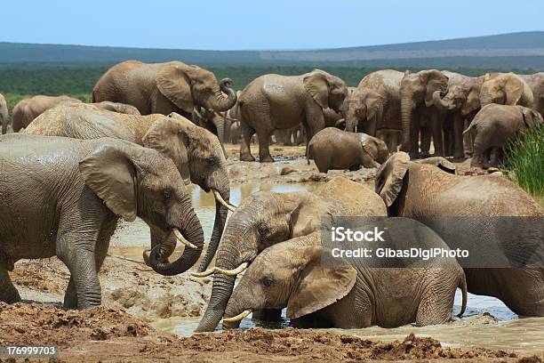 African Elephants Купающийся В Воде Дыра — стоковые фотографии и другие картинки Африка - Африка, Африканский слон, Вода