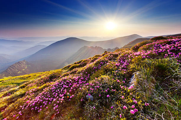 istock Flowers on a mountain landscape as the sun is going up 176999913