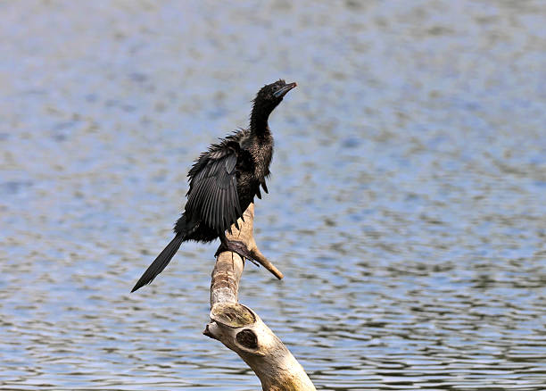 istock Little Cormorant, Phalacrocorax niger, basking, sunlight, perched, wings, water body 177000014
