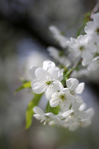 Flores de Primavera branca - fotografia de stock