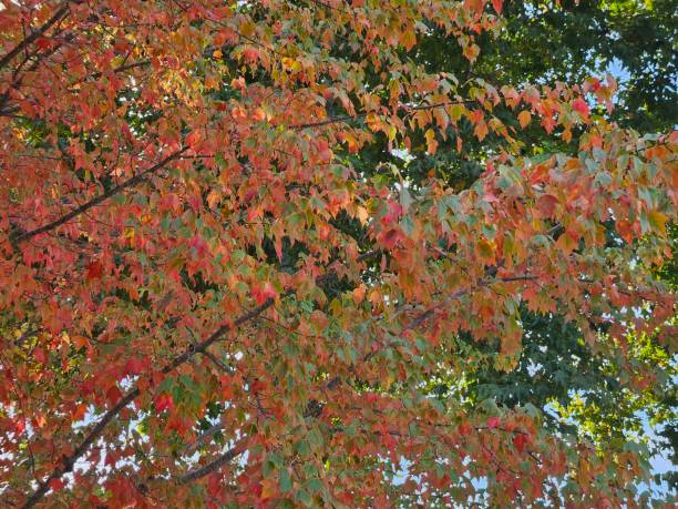 istock Gradually changing colors of foliage as we head into fall 2023 1770000710