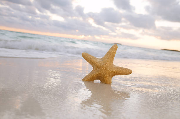 istock sea star starfish on beach 177000095