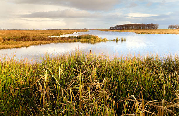 istock beautiful Dutch landscape close to Lekstermeer 177000126