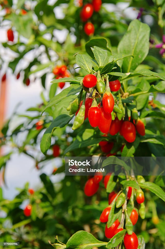 goji berry - Foto de stock de Arbusto libre de derechos