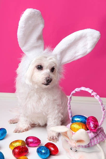 istock Beautiful puppy with bunny ears and easter eggs 177000392
