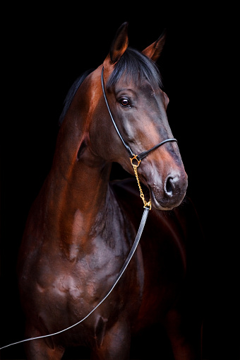 Bay horse head isolated on black background, studio shot.