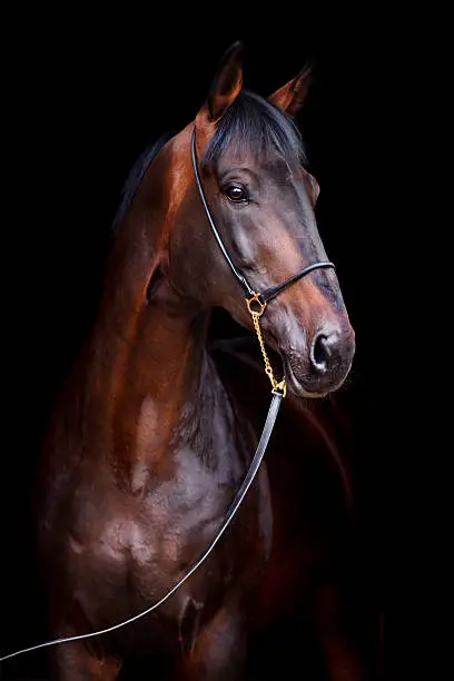 Photo of Bay horse isolated on black background