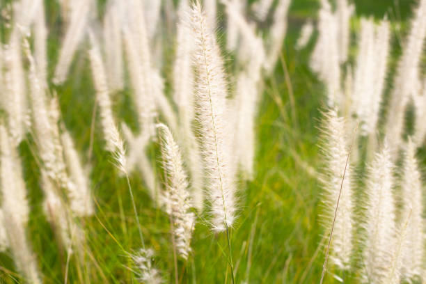istock Fountain grass or pennisetum alopecuroides 1770005622