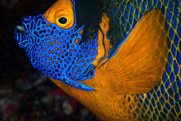 istock Yellowmask Angelfish, Maldives 177000619
