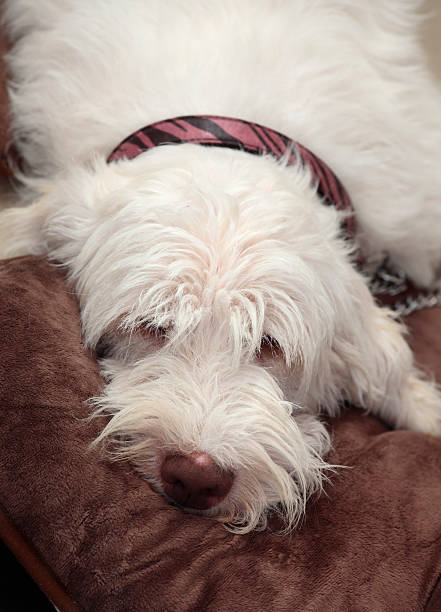 istock Italian spinone dog resting 177000639